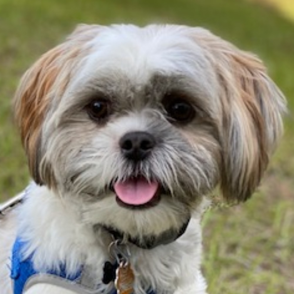 Meet your Posher, Apollo Moon Pooch